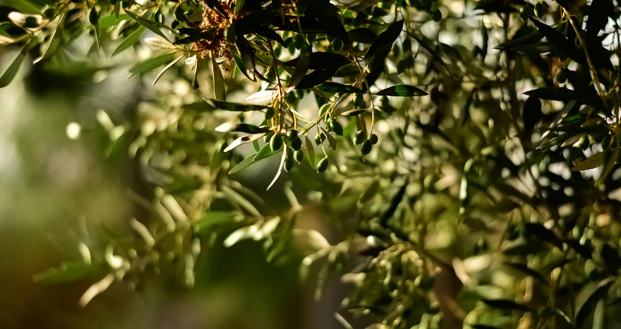 Olive tree