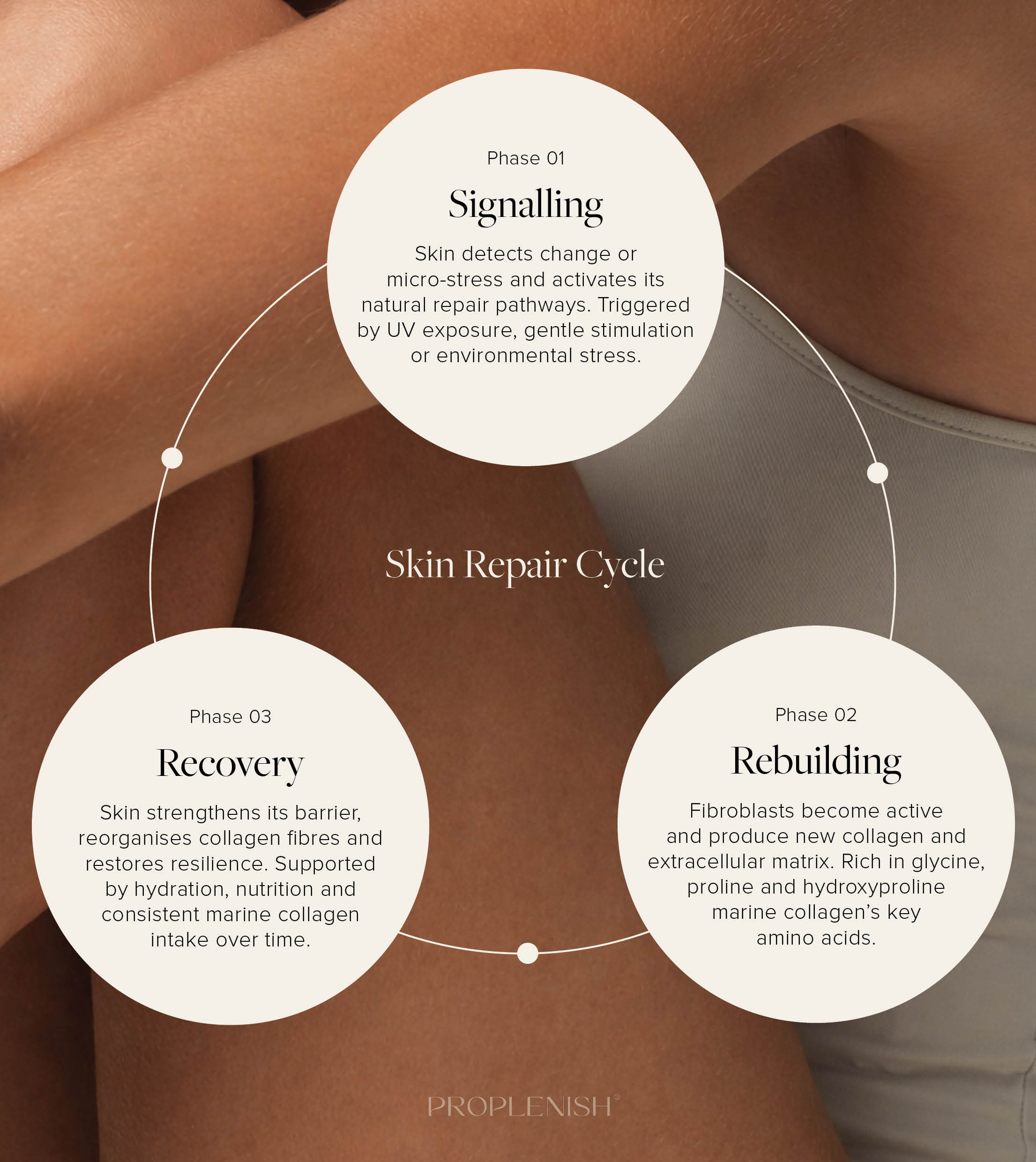 Skin repair cycle infographic